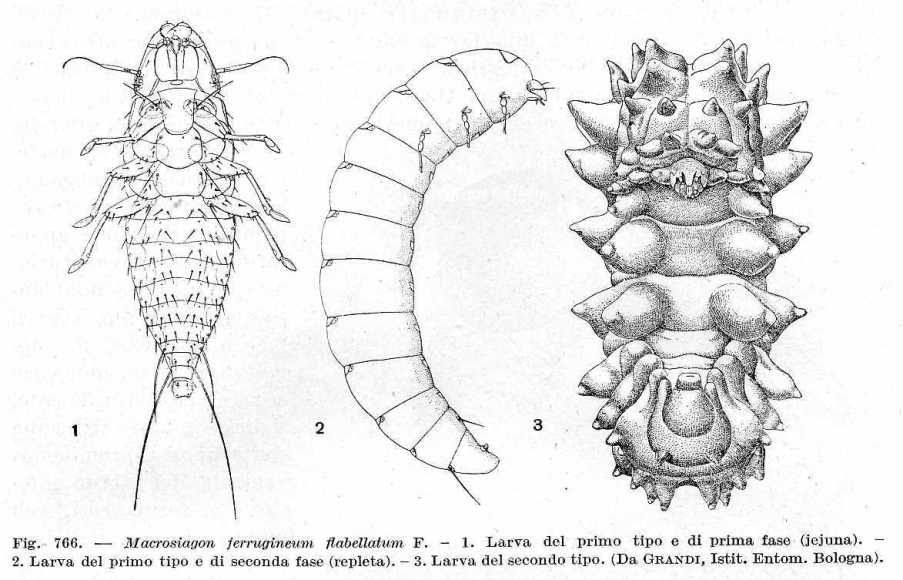 Macrosiagon ferrugineum, stranissimo coleott. Rhipiphoridae